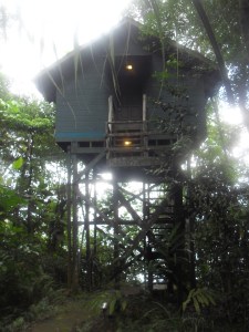 Tree house