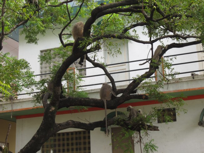 Does your yoga class include monkeys?
