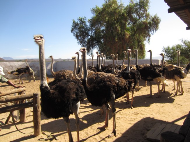 Ostriches.JPG